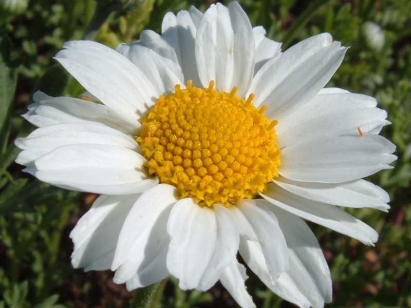Anthemis maritima L. /  margherita